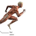 THE IMPORTANCE OF TIBIALIS ANTERIOR MUSCLE